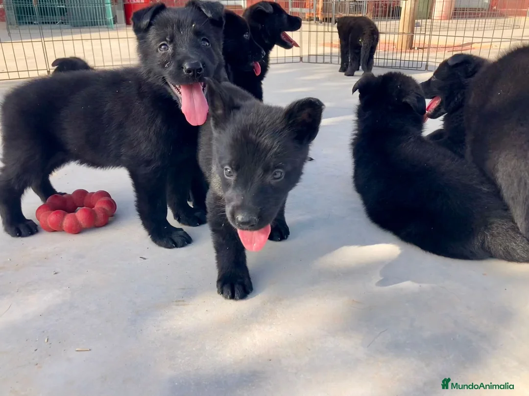 Pastor Alemán perros en venta: Pastores alemanes trabajo negro solido  - Anuncio 2
