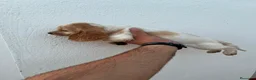 Cocker Spaniel Inglés perros en venta: Camada de Cocker Económica - Anuncio 3