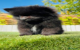 Pomerania perros en venta: POMERANIA HEMBRA - Imagen 14