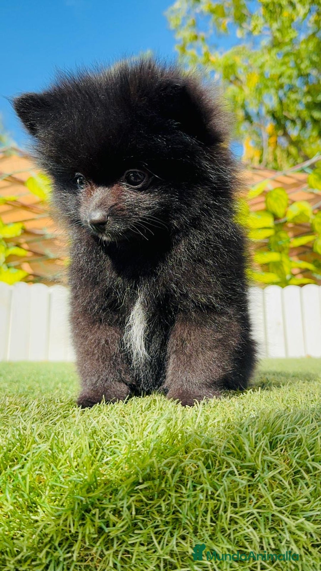 Pomerania perros en venta: POMERANIA HEMBRA - Imagen 14