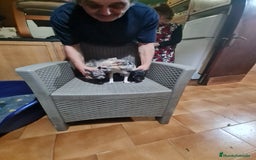 Chihuahua perros en venta: Chihuahua toy - Imagen 19