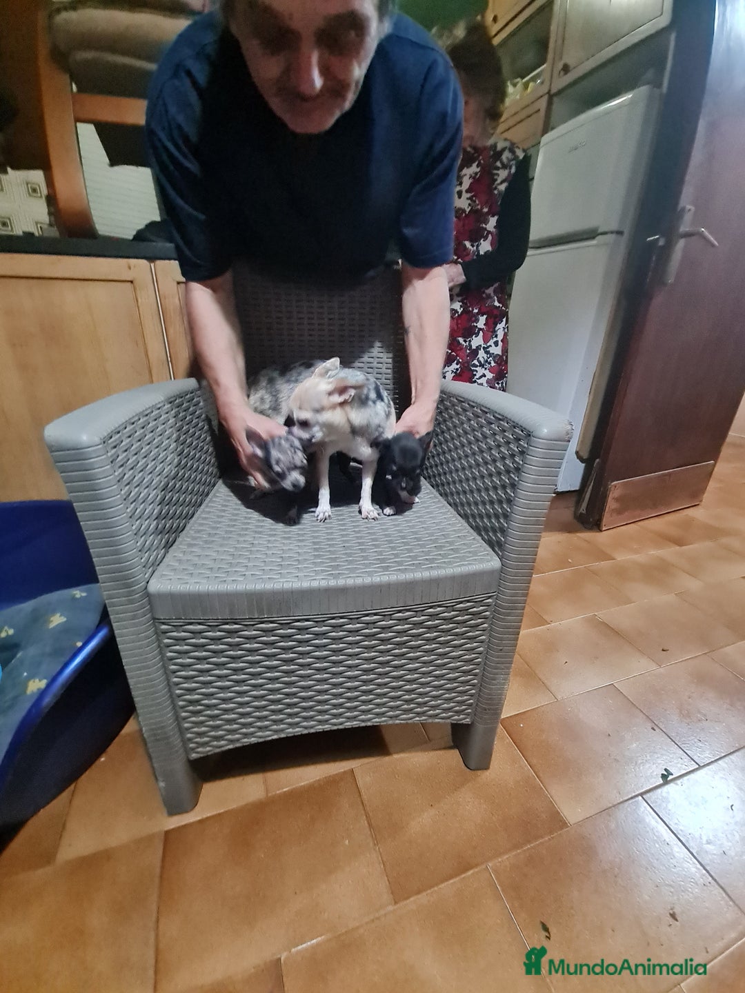 Chihuahua perros en venta: Chihuahua toy - Imagen 19