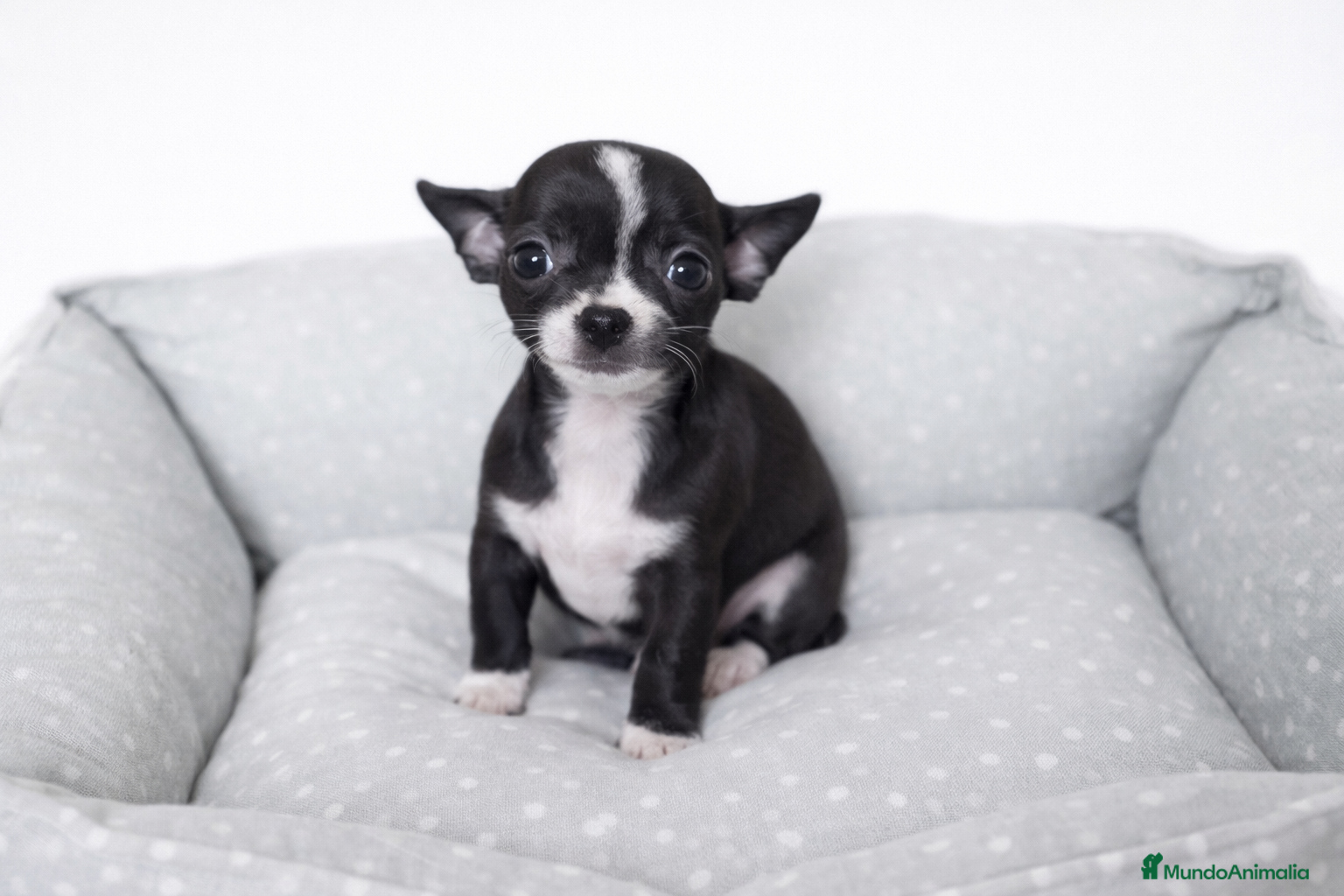 Chihuahua perros CHIHUAHUA MINI - Anuncio 1