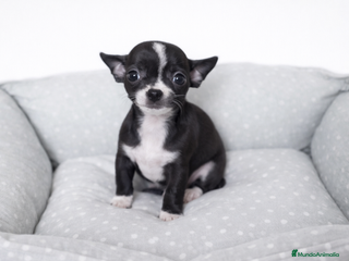 Chihuahua perros CHIHUAHUA MINI - Anuncio 1