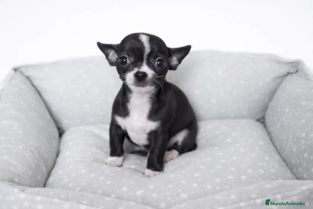 Chihuahua perros en venta: CHIHUAHUA MINI - Anuncio 1