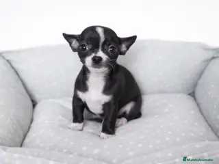 Chihuahua perros CHIHUAHUA MINI - Anuncio 36