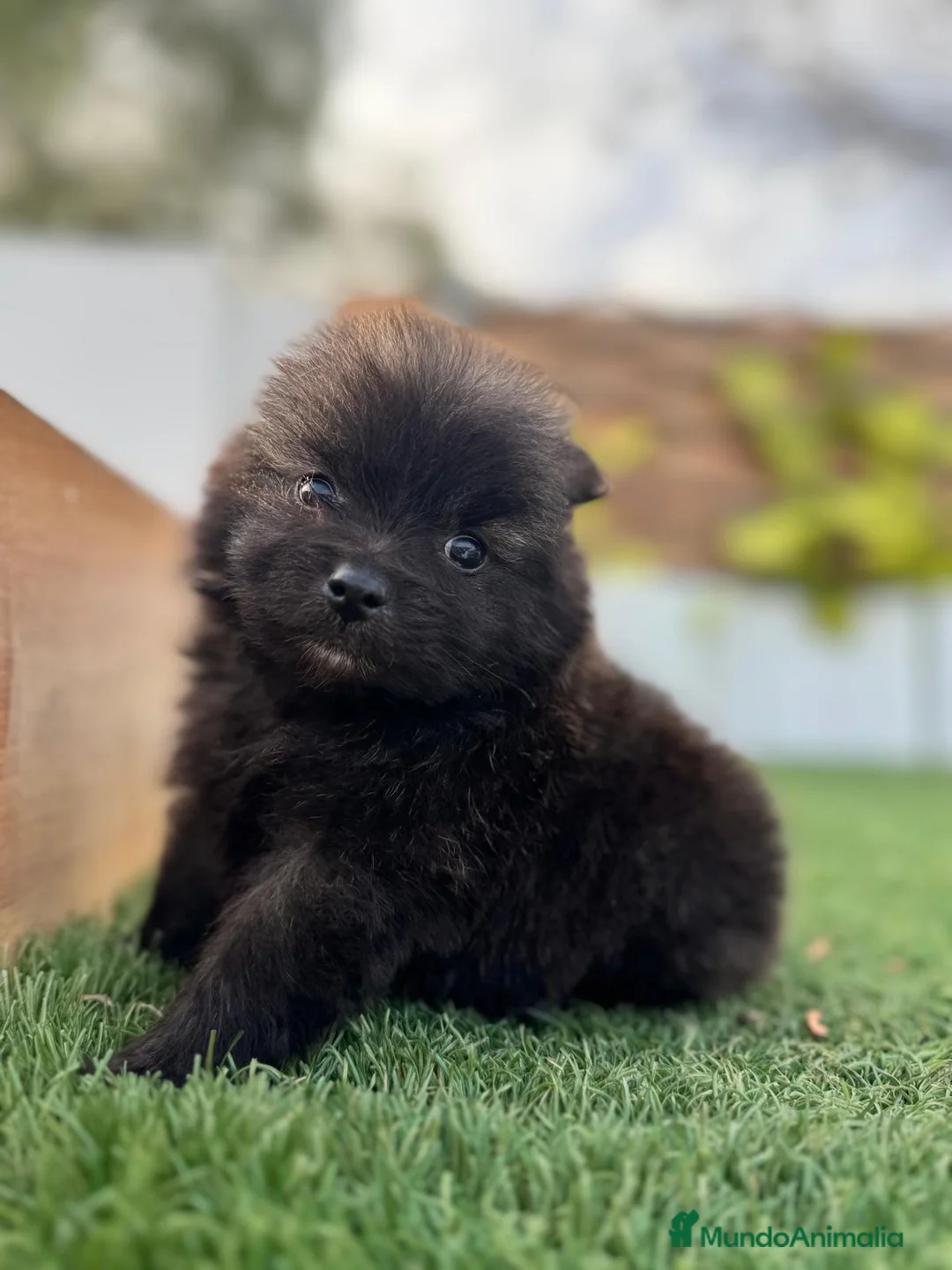 Pomerania perros en venta: POMERANIA MACHO - Anuncio 1