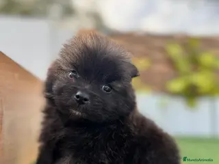 Pomerania perros POMERANIA MACHO - Anuncio 1