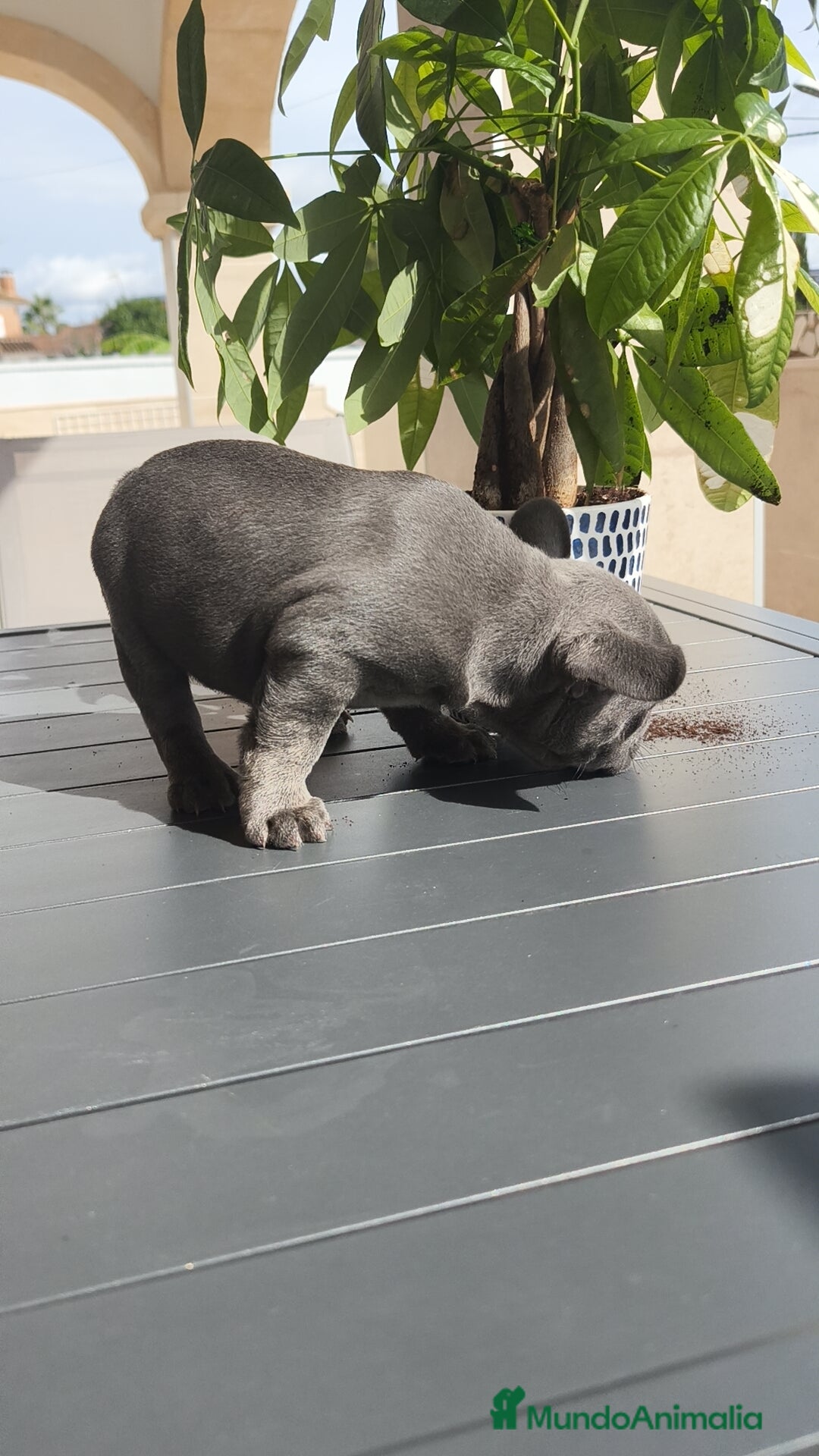 Bulldog Francés perros en venta: Bulldog Francés espectaculares - Imagen 13