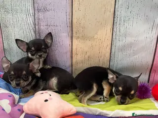 Chihuahua perros Chihuahuas hembras disponibles !! - Anuncio 4