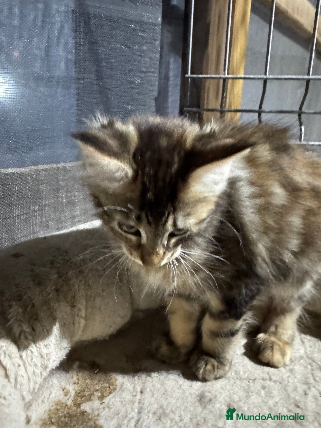Maine Coon gatos en venta: Preciosa Camada Maine Coon - Anuncio 21