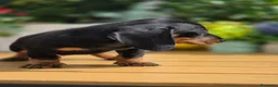 Teckel Miniatura perros en venta: Teckel mini/kanichen - Anuncio 5