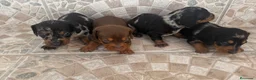 Teckel Miniatura perros en venta: Teckel miniatura 🐾🔥 - Anuncio 1