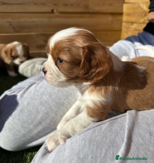 Cavalier King Charles Spaniel perros CAVALIER en Barcelona - Anuncio 2