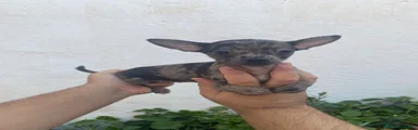 Chihuahua 1