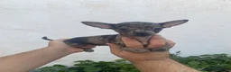 Chihuahua perros en venta: Cachorro de Chihuahua  - Anuncio 1