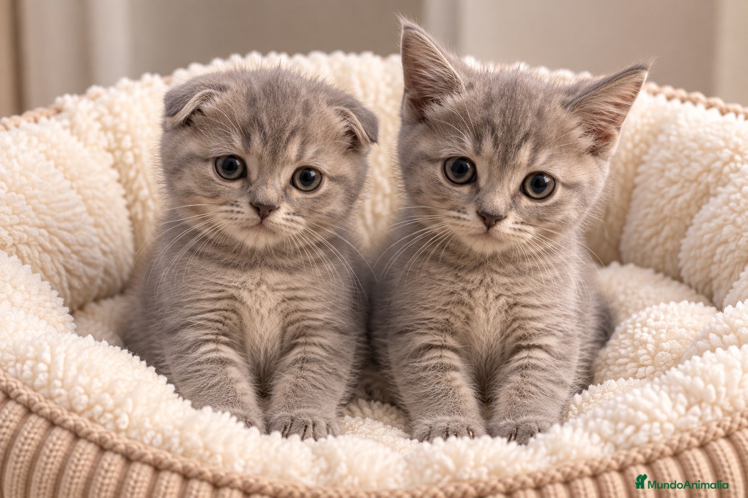 Scottish Fold gatos SCOTTISH FOLD & SCOTTISH STRAIGHT ✨🐱 - Anuncio 3
