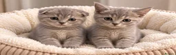 Scottish Fold gatos en venta: SCOTTISH FOLD & SCOTTISH STRAIGHT ✨🐱 - Anuncio 1