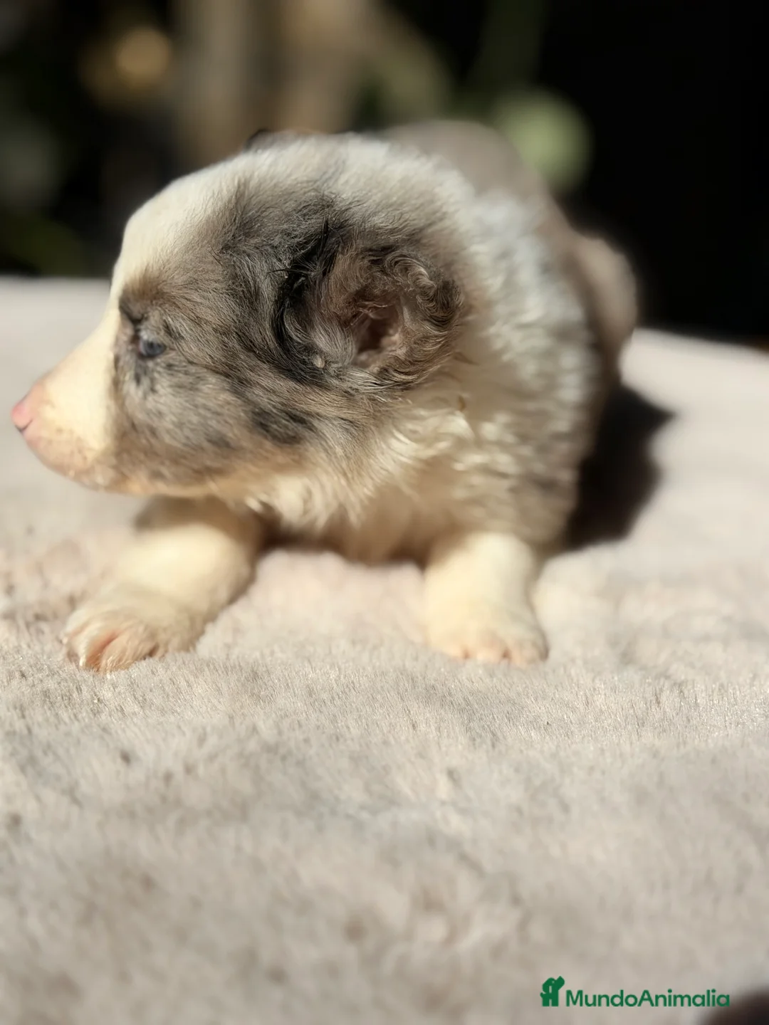 Border Collie perros en venta: Border Merle  - Anuncio 7