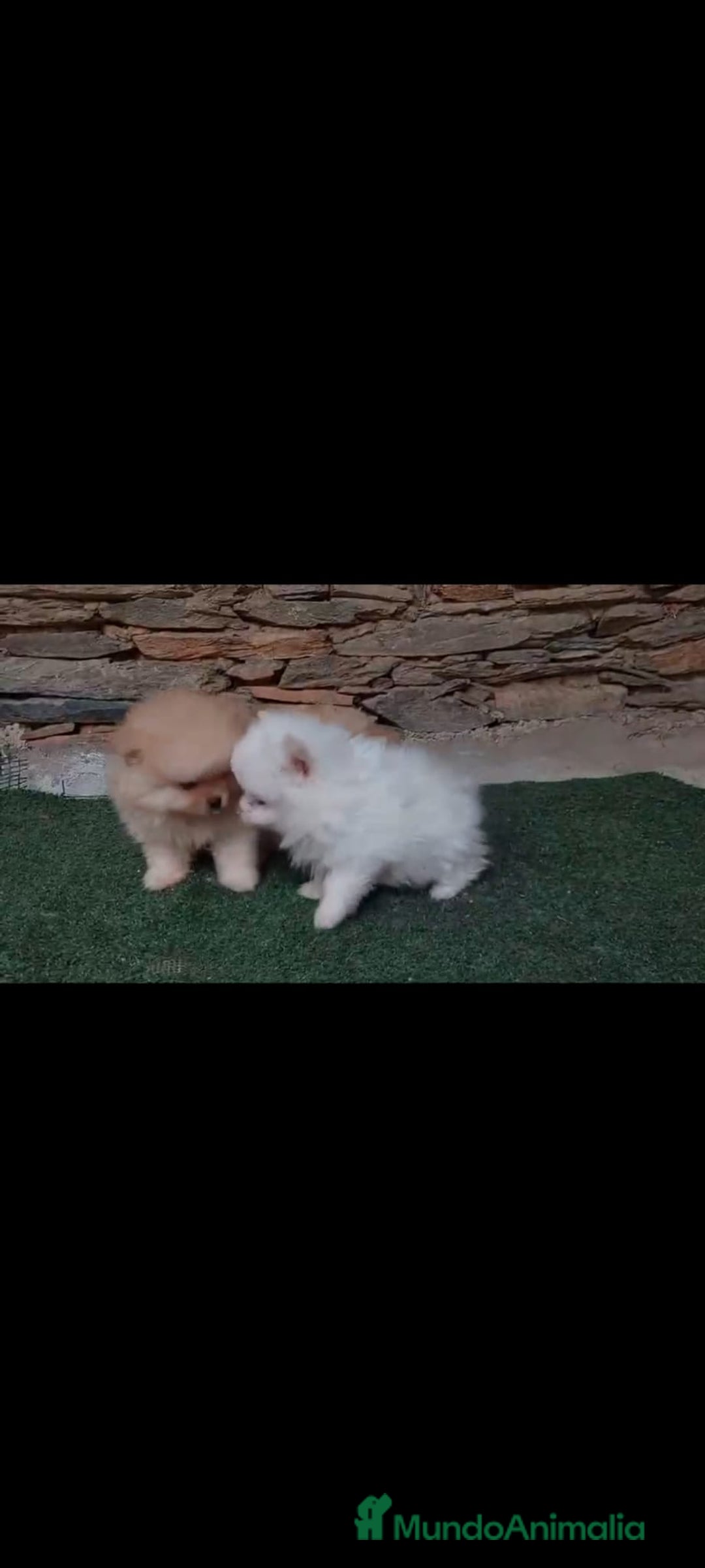 Pomerania perros en venta: Pomerania toy - Anuncio 1