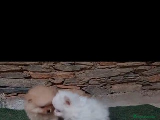 Pomerania perros Pomerania toy - Anuncio 1