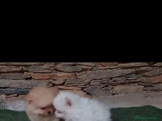 Pomerania perros Pomerania toy - Anuncio 12