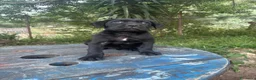 Cane Corso perros en venta: Disponible Cane Corso de Calidad  - Anuncio 5