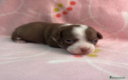 Chihuahua perros en venta: Chihuahuas hembras - Imagen 7