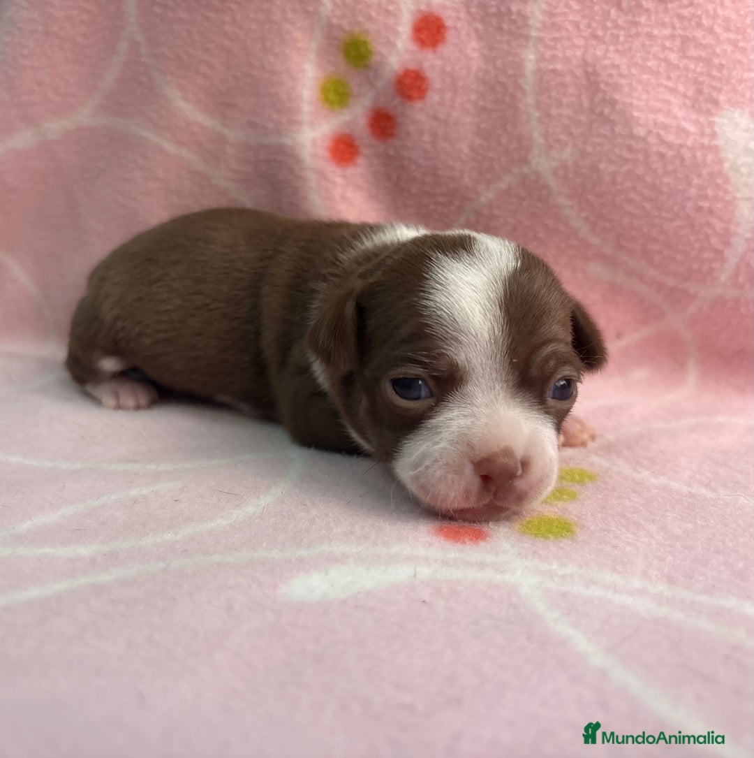 Chihuahua perros en venta: Chihuahuas hembras - Imagen 7