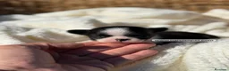 Chihuahua perros en venta: CHIHUAHUA - Anuncio 3