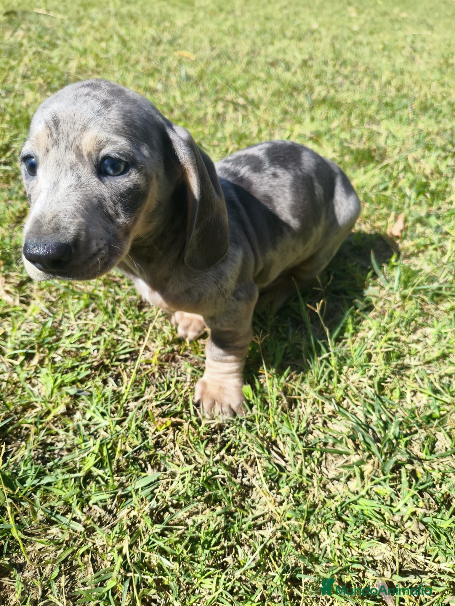 Teckel Miniatura perros teckel arlequin  - Anuncio 4
