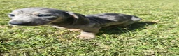 Teckel Miniatura perros en venta: teckel arlequin  - Anuncio 1