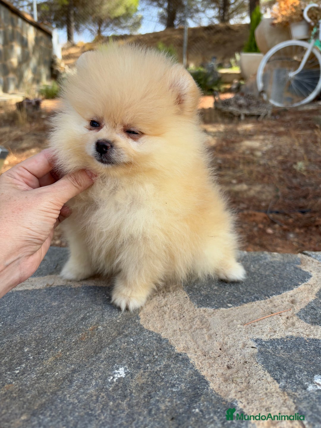 Pomerania perros en venta: Pomerania Toy hembra - Imagen 4