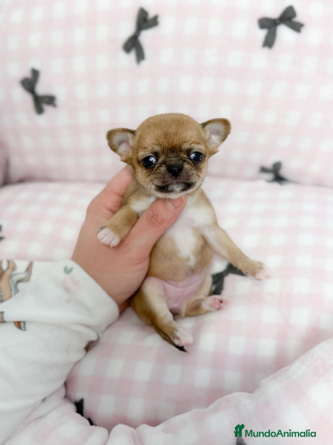 Chihuahua perros en venta: Chihuahua  - Anuncio 3