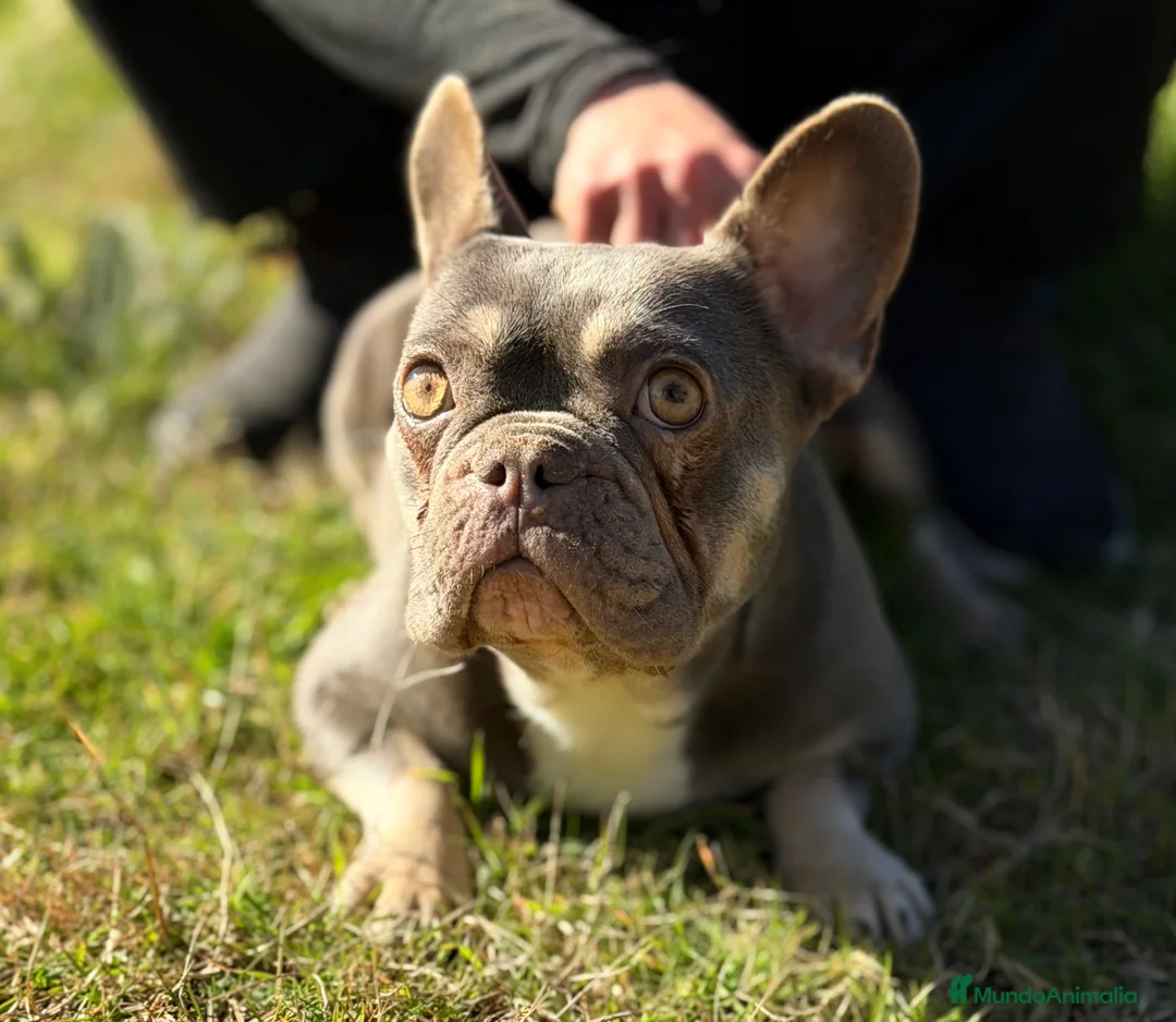 Bulldog Francés perros en venta: Bulldog francés MUY ECONOMICA - Anuncio 1