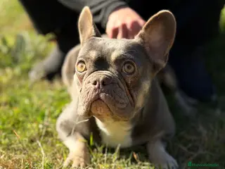Bulldog Francés perros Bulldog francés MUY ECONOMICA - Anuncio 1