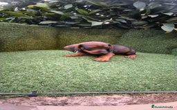 Teckel Miniatura perros en venta:  teckel miniatura  color jabali - Imagen 18