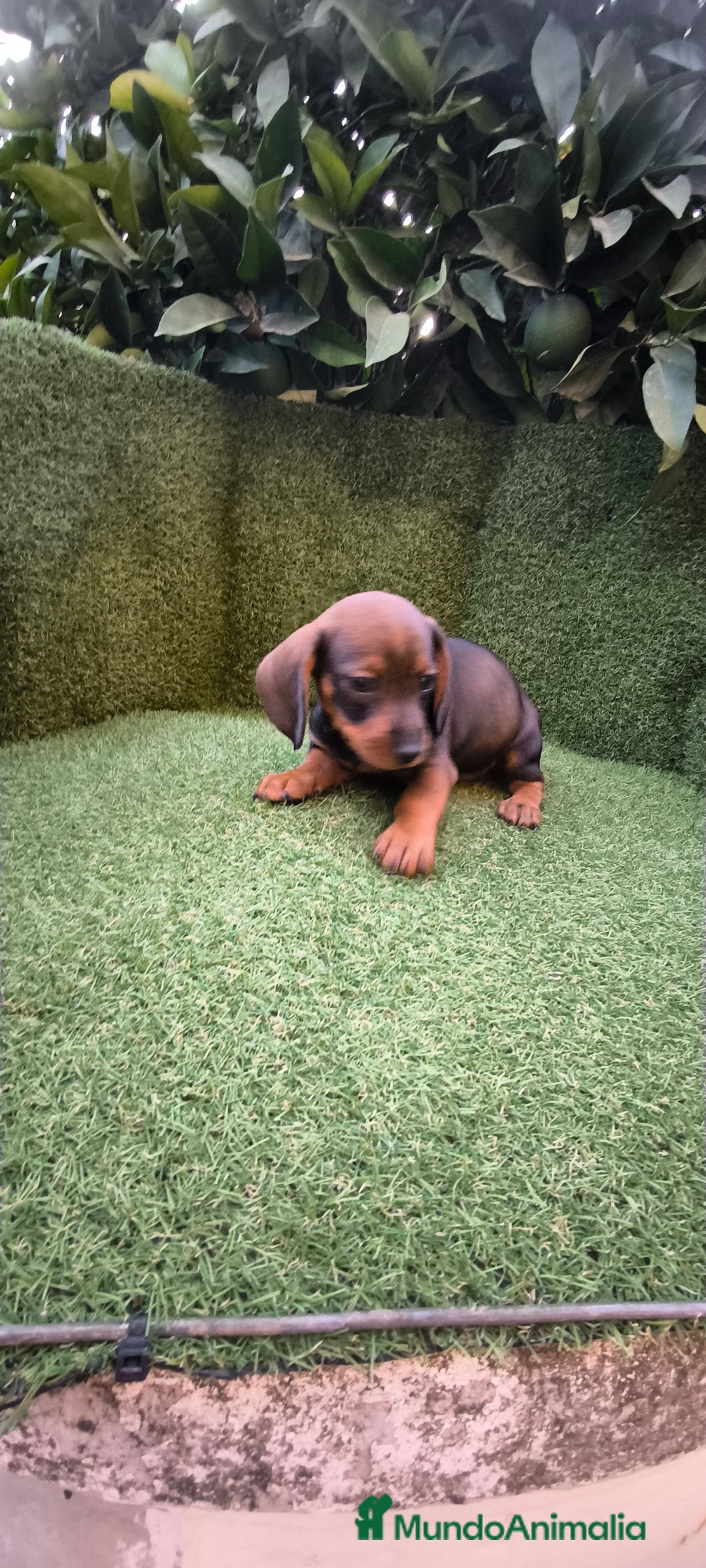 Teckel Miniatura perros en venta:  teckel miniatura  color jabali - Imagen 18