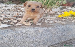Yorkshire Terrier perros en venta: YORKSHIRE - Imagen 5