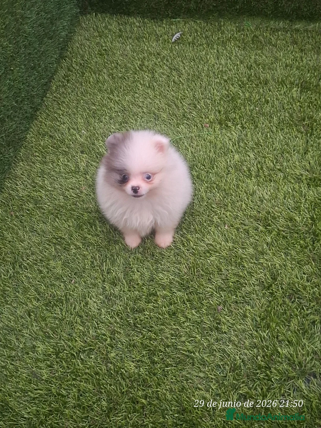 Pomerania perros en venta: Cachorro de pomerania - Anuncio 2