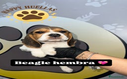 Beagle perros en venta: 🐶  Beagle 3 Meses,  Disponibles 🐶 - Imagen 2