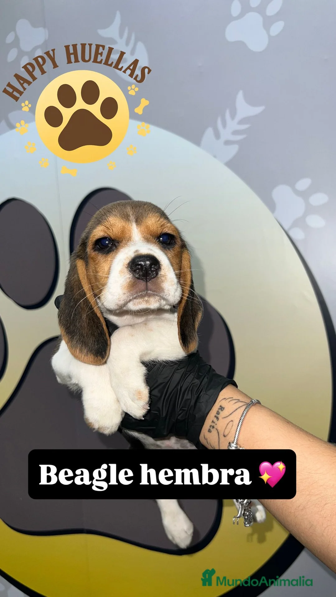 Beagle perros en venta: 🐶  Beagle 3 Meses,  Disponibles 🐶 - Anuncio 2