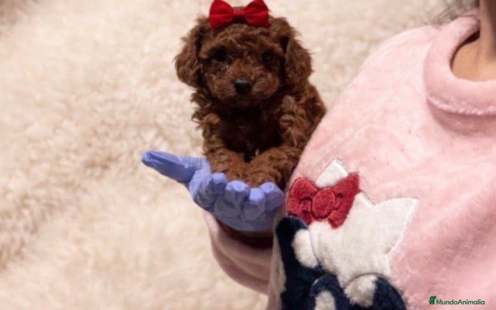 Caniche Toy perros Caniches rojos asiáticos  - Anuncio 1