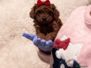 Caniche Toy perros Caniches rojos asiáticos - Anuncio 1