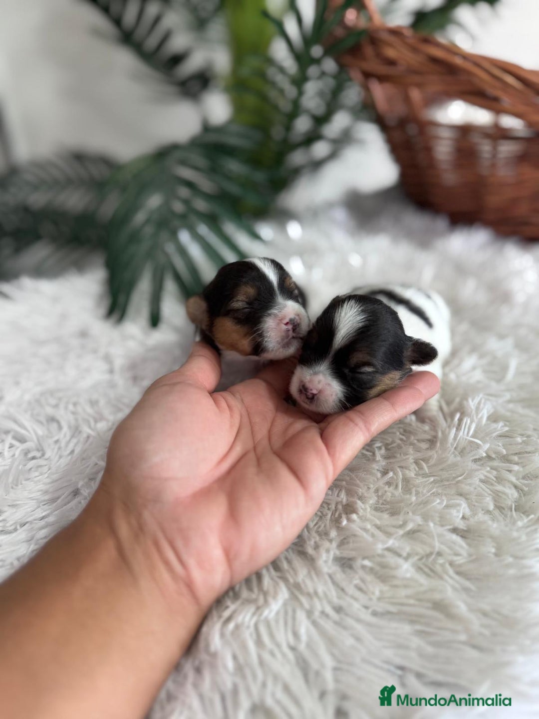 Yorkshire Terrier perros en venta: YORKSHIRE BIEWER - Anuncio 1