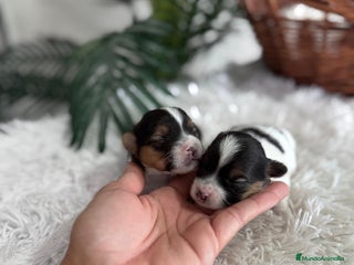 Yorkshire Terrier perros YORKSHIRE BIEWER - Anuncio 10