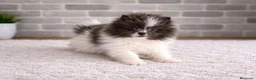 Pomerania perros en venta: Pomerania toy  - Anuncio 3