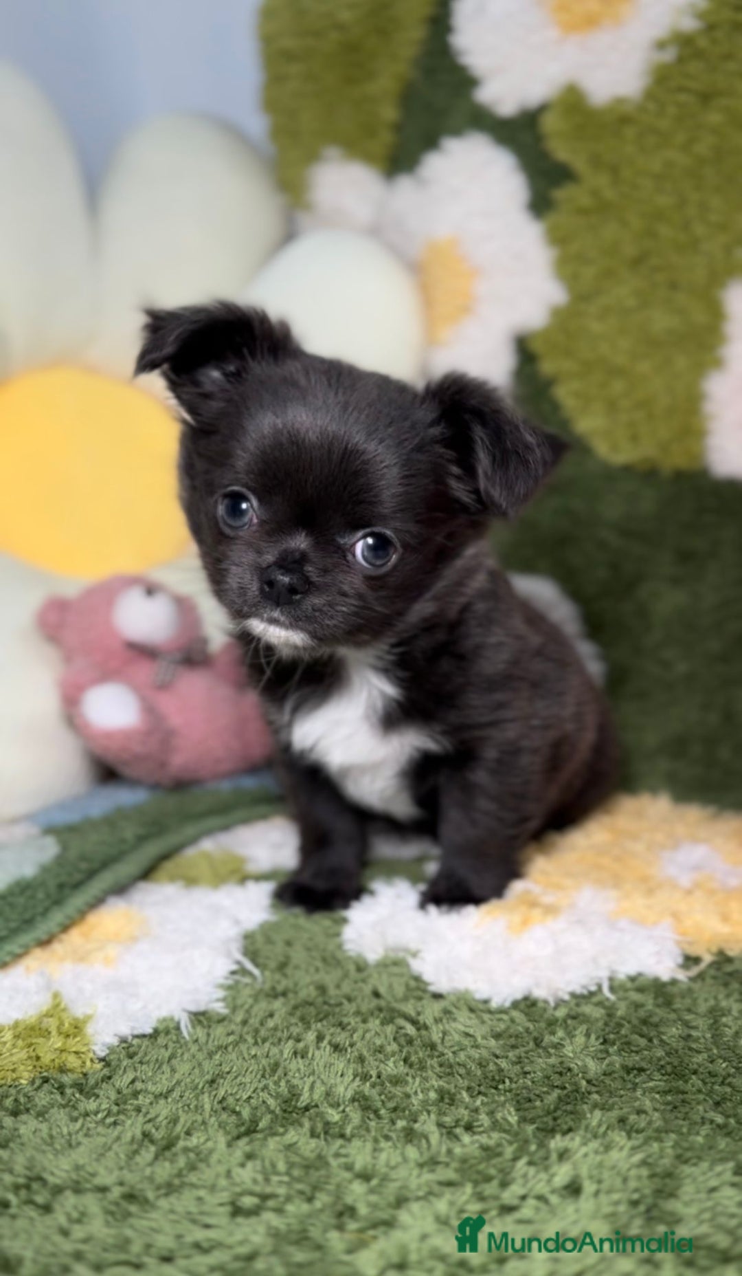 Chihuahua perros en venta: Chihuahua Toy de Pelo Largo Blue Exótico en Madrid - Imagen 1