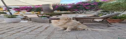 Golden Retriever perros para monta: Golden Retriever para montas en Sevilla - Anuncio 4