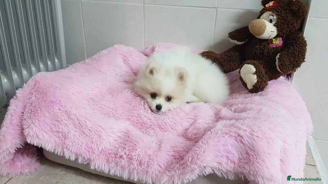 Pomerania perros en venta: Maravillas de Lulú de Pomerania  en Barcelona - Anuncio 3